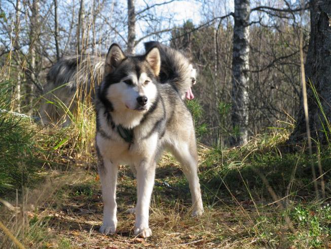 Laikku-07 2.jpg - Laikku (C) Jouko Mikkonen